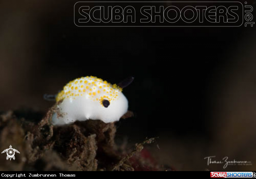 A Nudibranch 