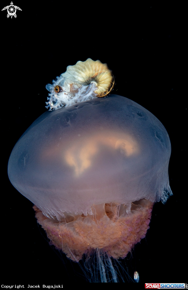 A Paper Nautilus