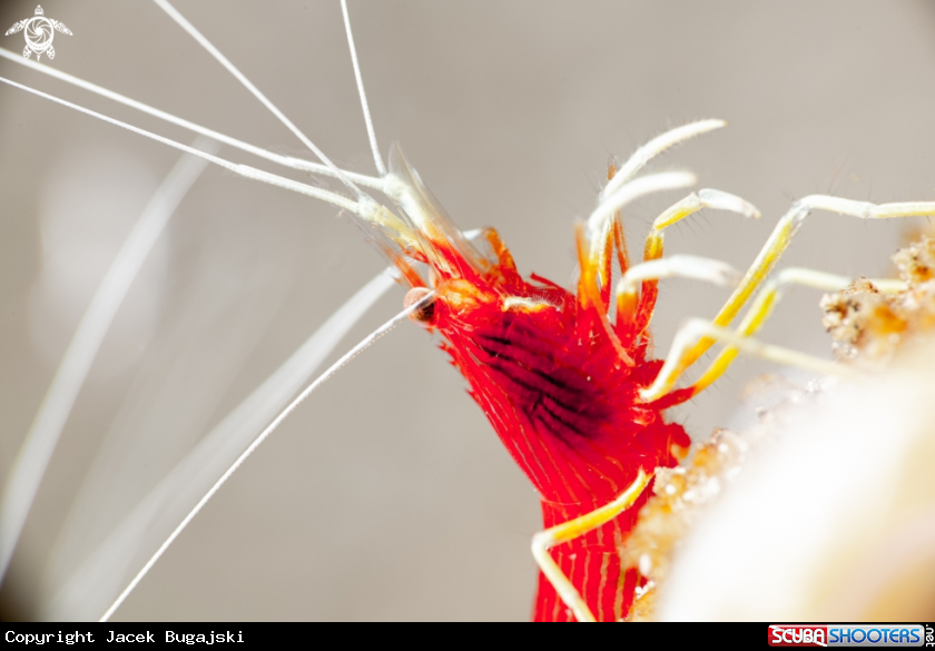 A Red Striped Cleaner Shrimp