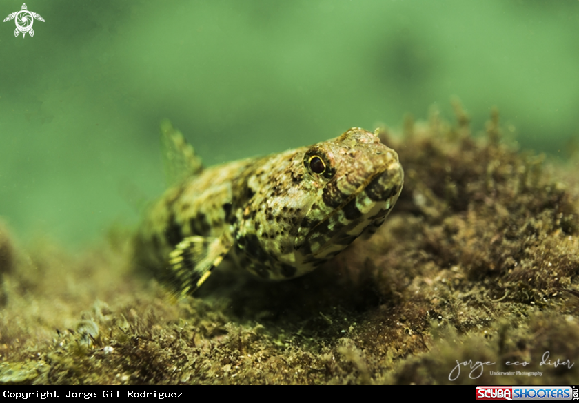 A Lizardfish