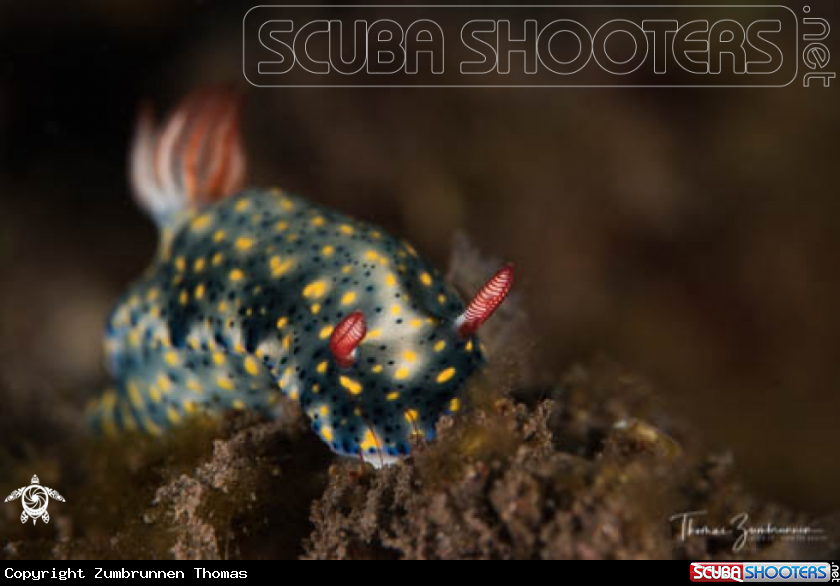A Nudibranch 