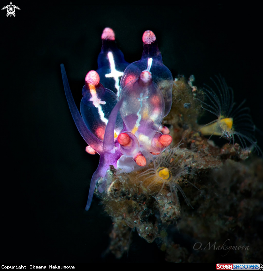 A Eubranchus sp. 