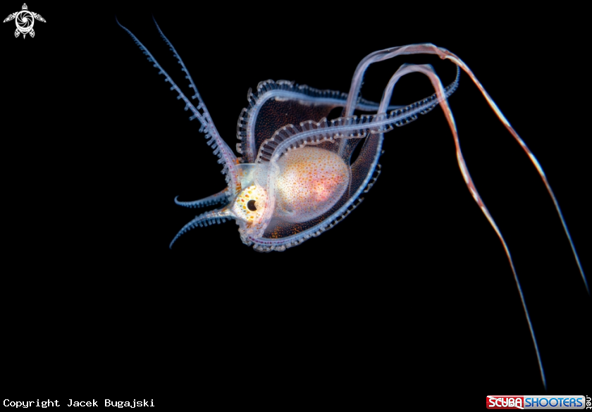 A Blanket Octopus