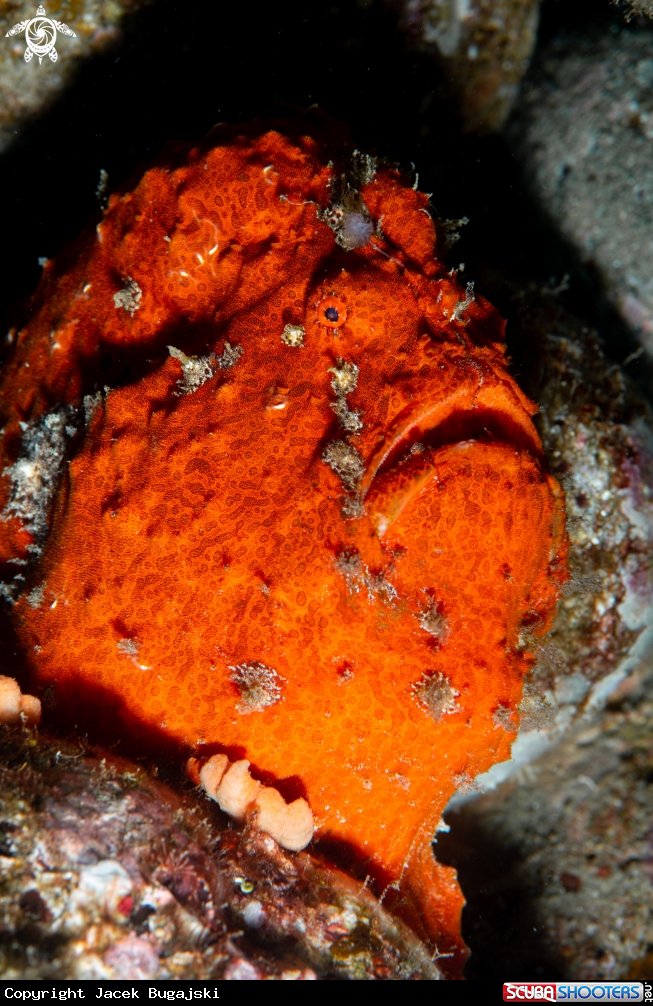A Giant Frogfish