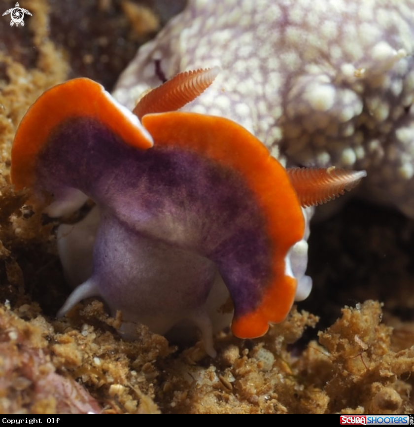 A Goniobranchus 