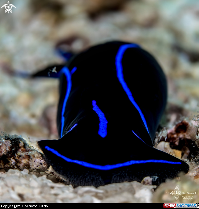 A Sea Slug