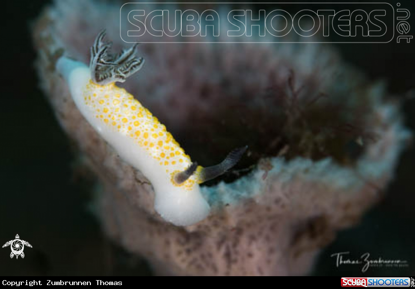 A Nudibranch 