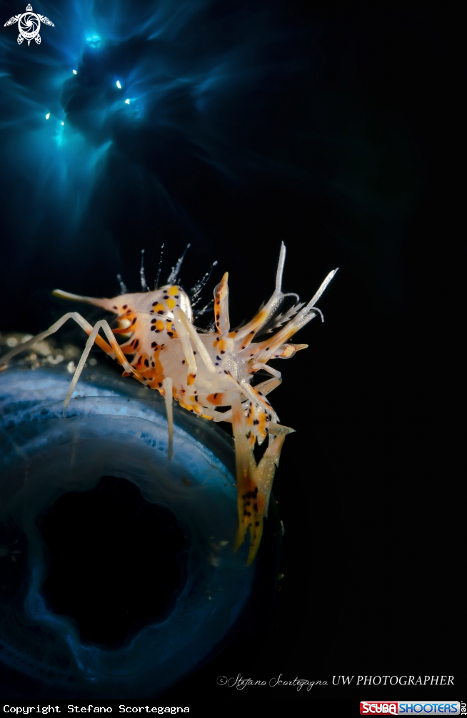 A TIGER SHRIMP