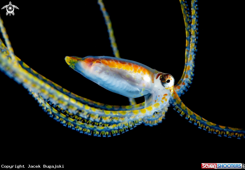 A Long Arm Octopus