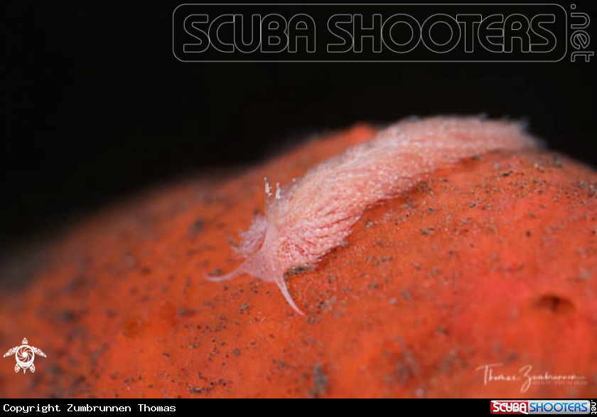 A Nudibranch 