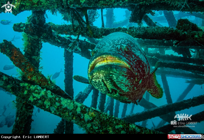 A Epinephelus quinquefasciatus