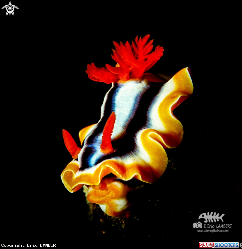 A Chromodoris