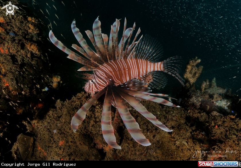 A Lionfish
