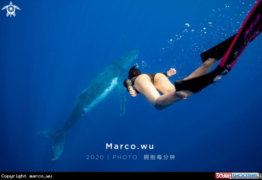 A Whale