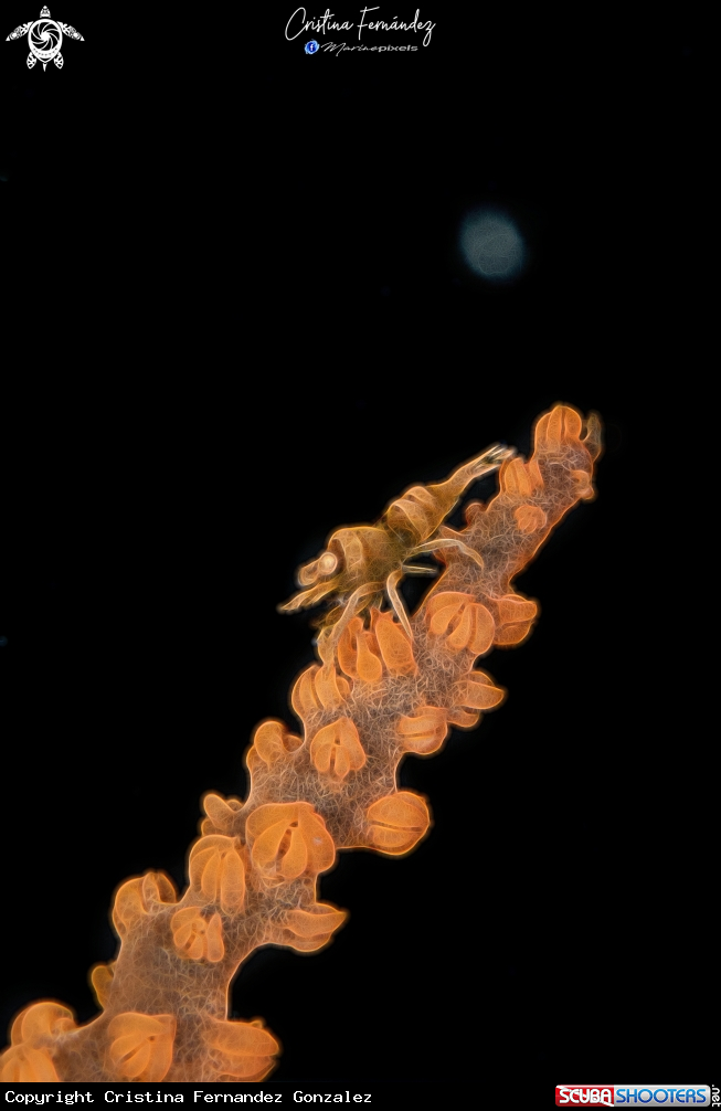 A Shrimp