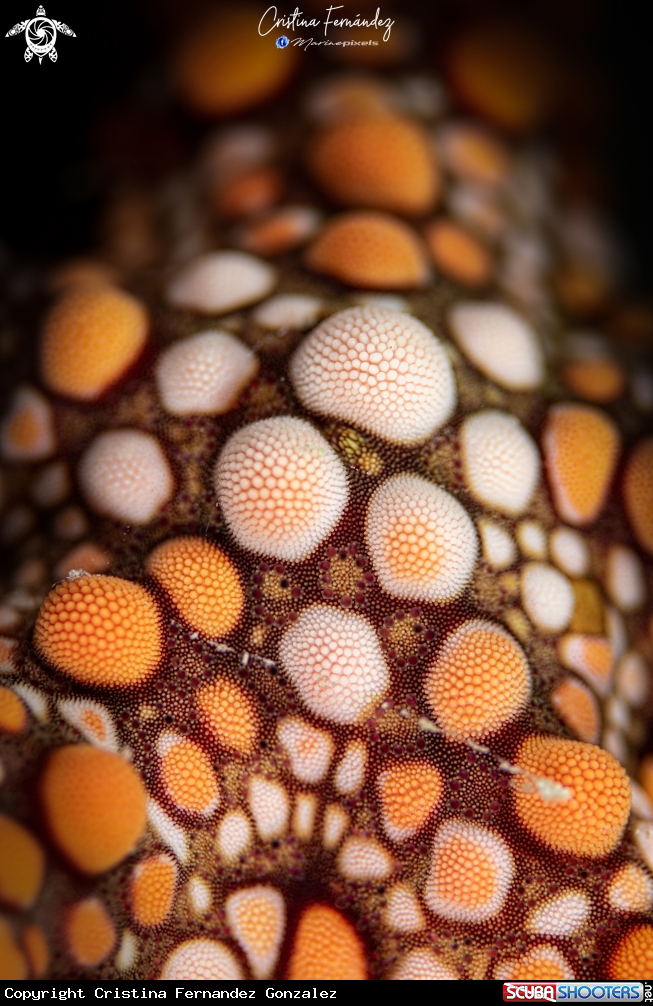 A Sea star