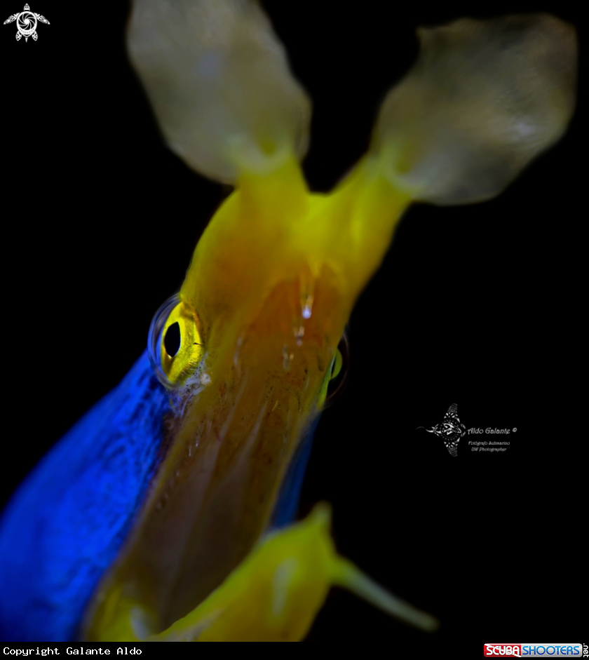 A Ribbon Eel