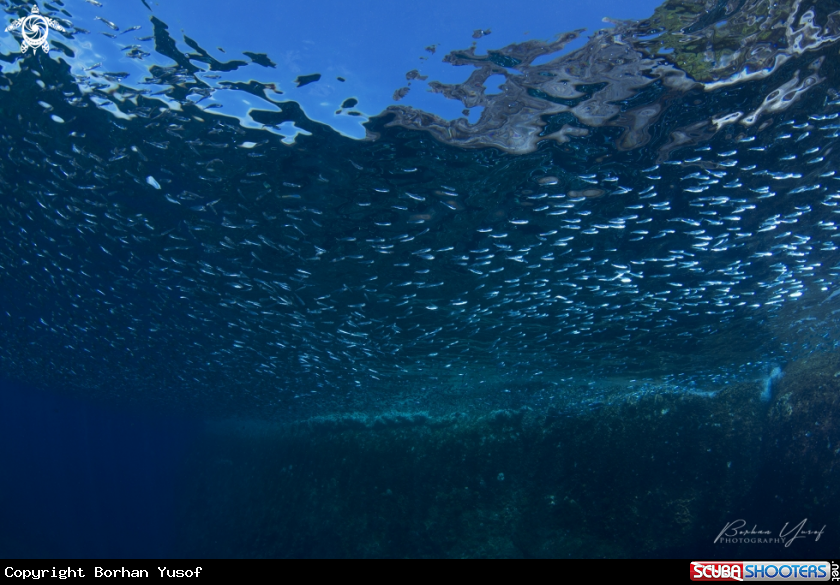 A Tropical silverside