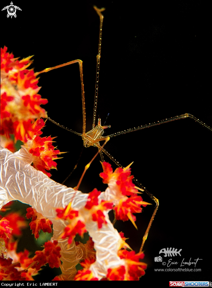 A spider crab
