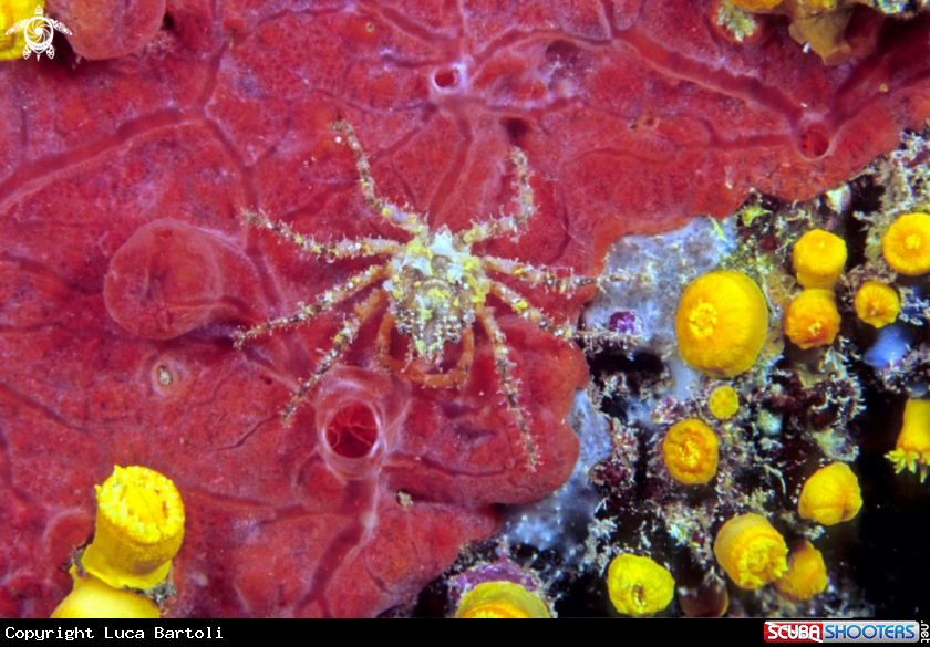 A crab