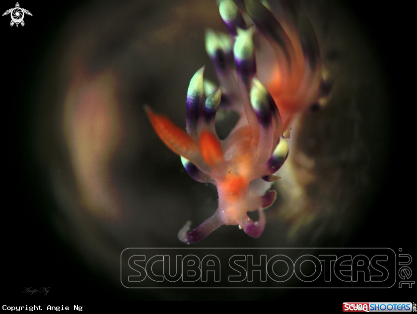 A Nudi