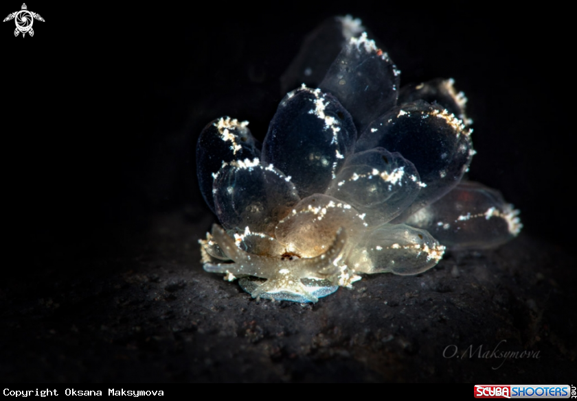A Butterfly Slug  (Cyerce sp.) 