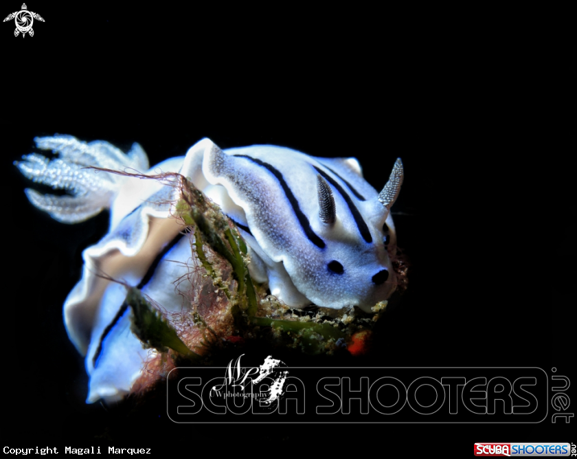 A Cromodoris willani 