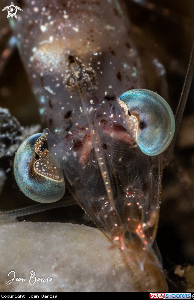 A Shrimp eyes