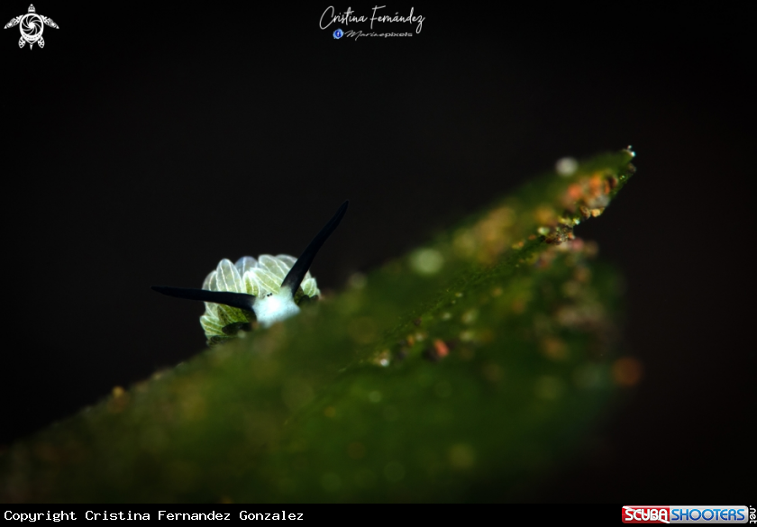 A Nudibranch