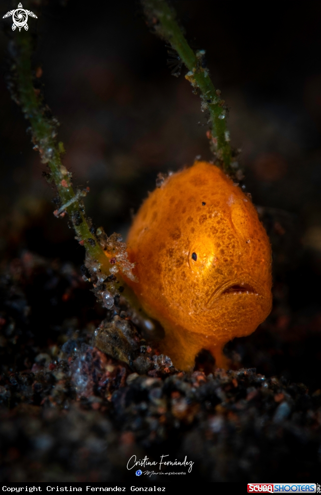 A Frogfish