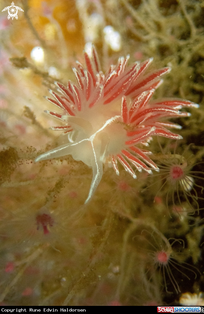 A Nudibranch