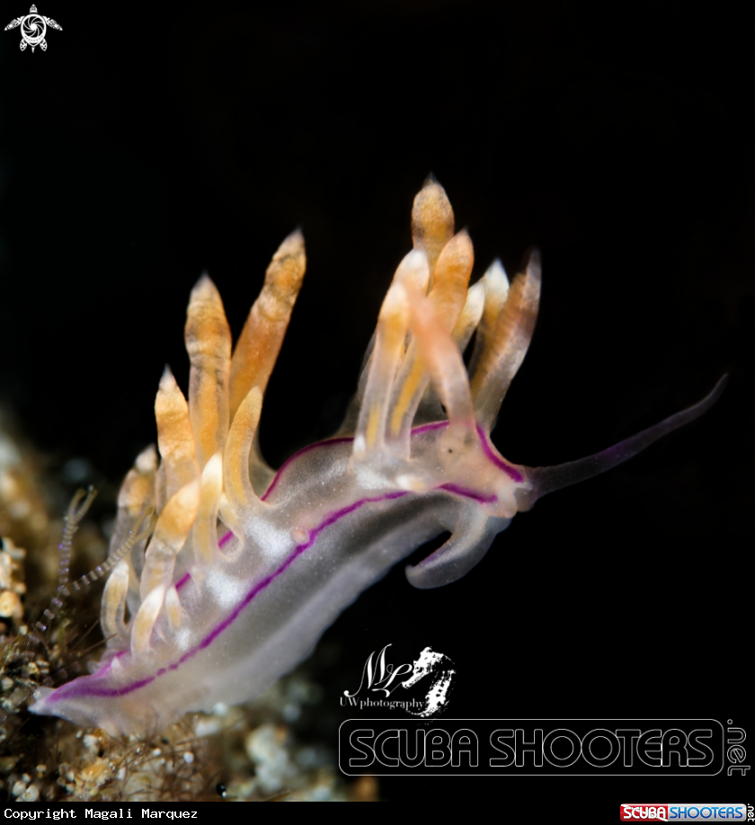 A Flabellina 