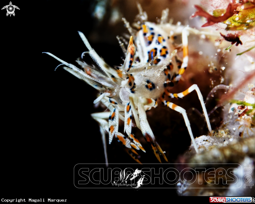 A Spiny tiger Shrimp 