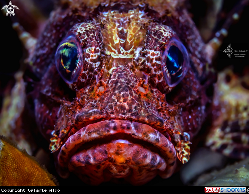 A Dwarf Lionfish
