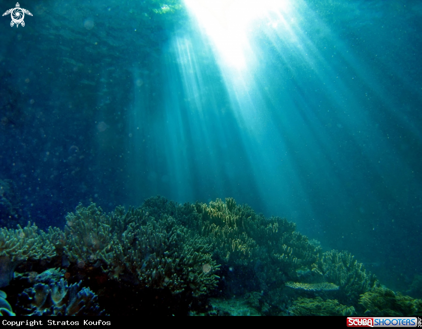 A underwater creature