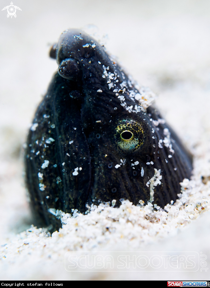 A Longfin Snake Eel