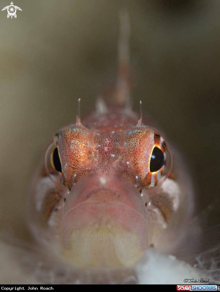 A Ringed Blenny