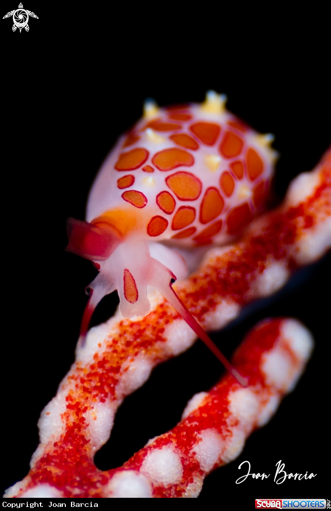 A Ridged Egg Cowry