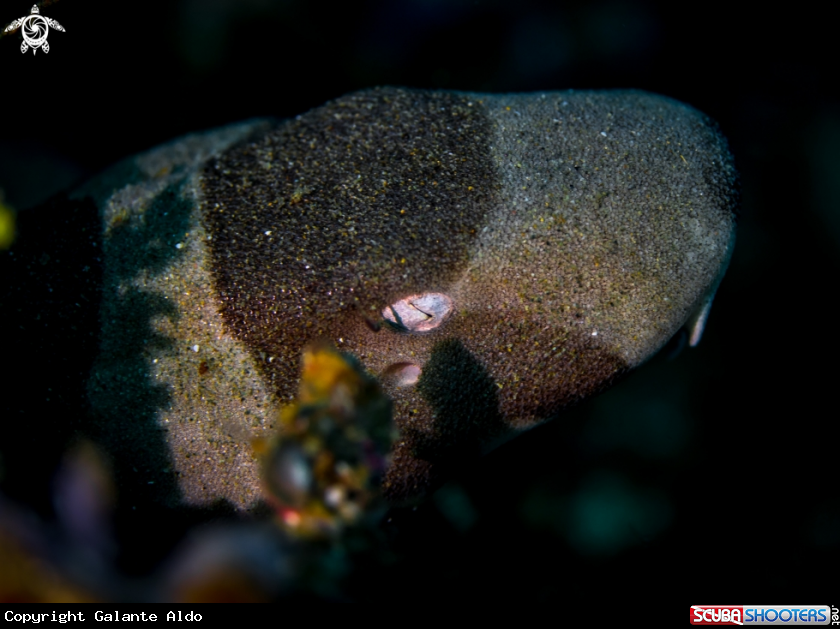 A Brown-Banded Bamboo Shark 