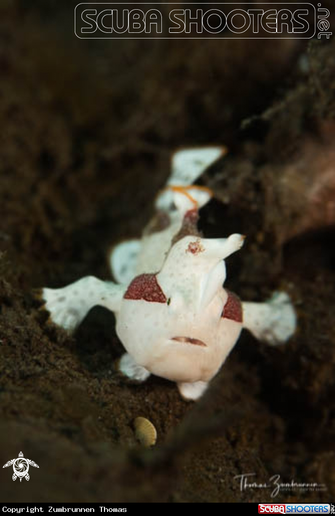 A Frogfish 