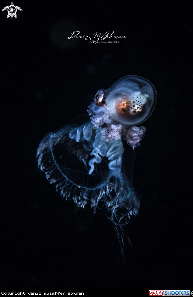 A argonaut