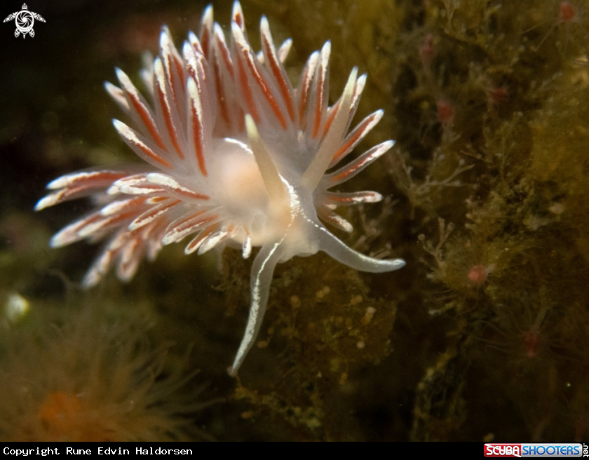 A Nudibranch