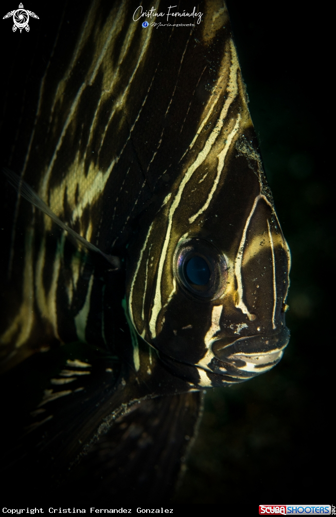 A Bat fish