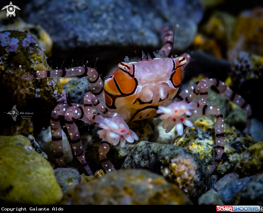 A Pom Pom Crab