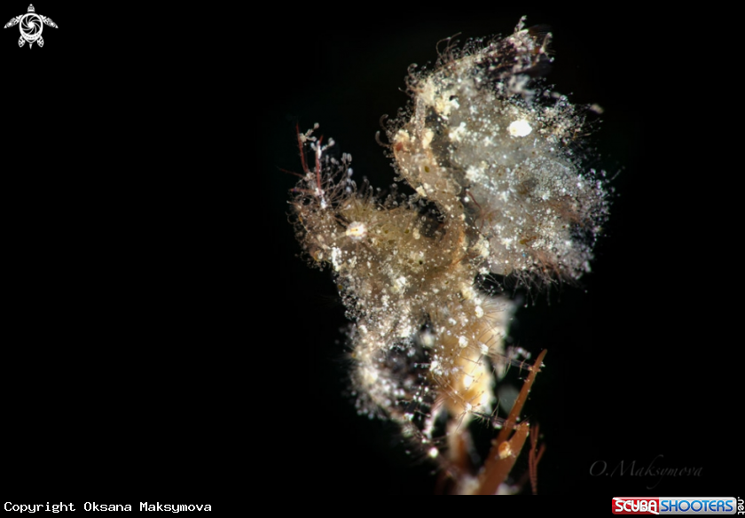 A Hairy shrimp  (Phycocaris simulans)