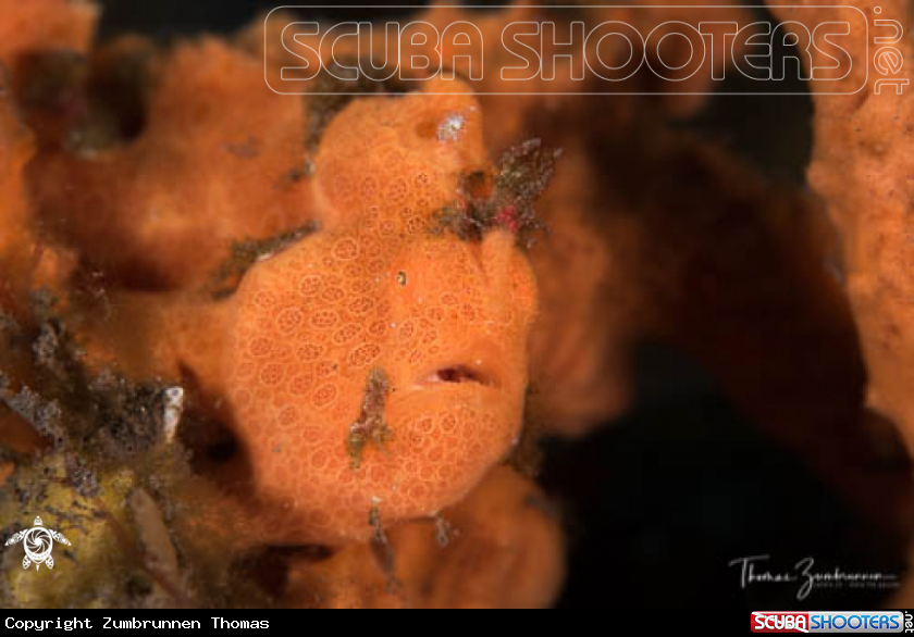 A Frogfish 