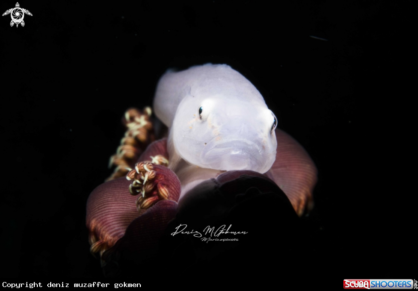A Sea Pen Goby
