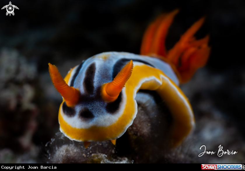 A Chromodoris annae