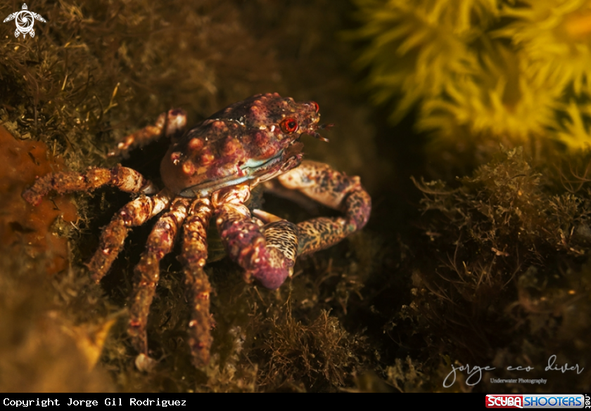 A Coral crab