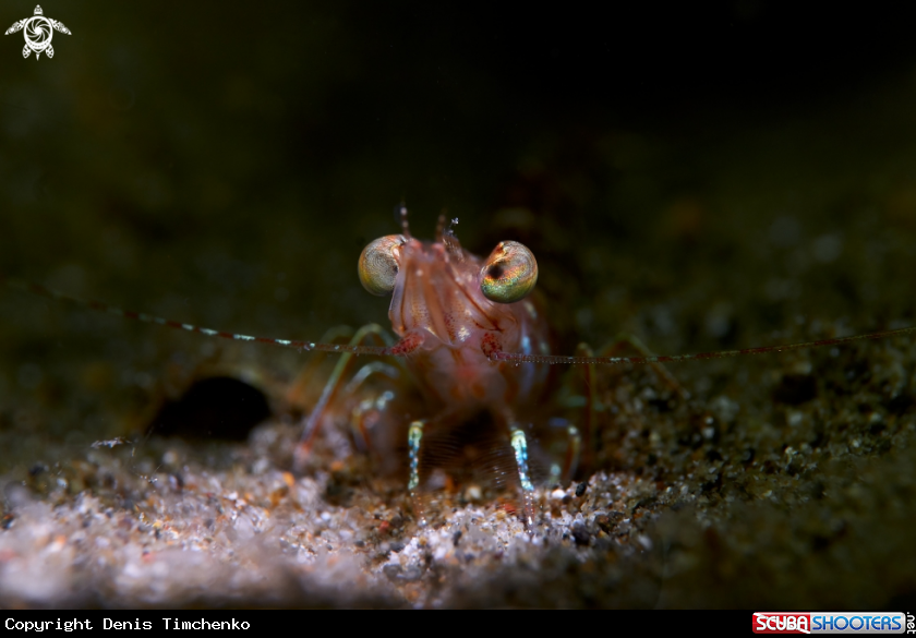 A SHRIMP